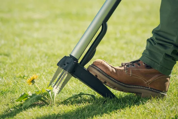 Unkrautstecher entfernt Löwenzahn